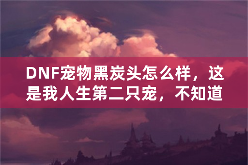 DNF宠物黑炭头怎么样，这是我人生第二只宠，不知道好不好大家评价下？