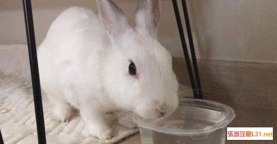 兔子喝水不？